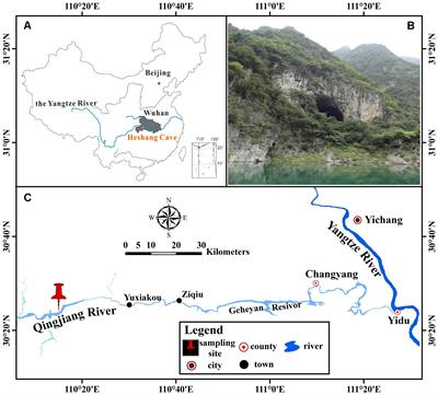 Diversity of Fungal Communities in Heshang Cave of Central China Revealed by Mycobiome-Sequencing